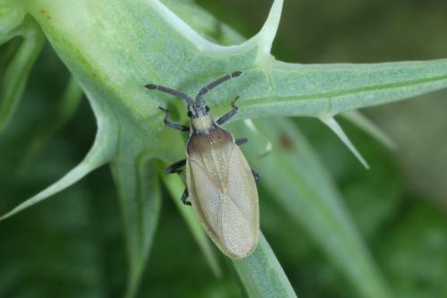 Catoplatus carthusianus